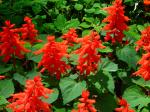 Feuersalbei - Salvia splendens