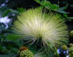 Paternostererbse-Albizia lebbeck