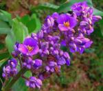 : - Dichorisandra thyrsiflora