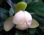 Kokosnuss-Magnolie - Magnolia coco