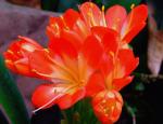 Klivie - Clivia miniata