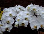 Schmetterlingsorchidee-Phalaenopsis amabilis