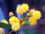 :-Acacia confusa