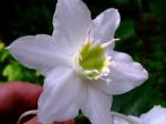 : - Eucharis grandiflora