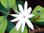 : - Jasminum nervosum