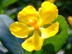 : - Ochna thomasiana