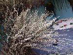 : - Salix chaenomeloides