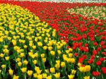 Garten-Tulpe - Tulipa gesneriana