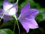 Ballonblume - Platycodon grandiflorus
