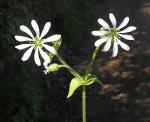 : - Stellaria cuspidata