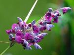 : - Thalia dealbata