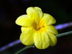 Immergrüne Primel-Jasmi - Jasminum mesnyi
