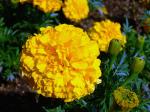 Aufrechte Studentenblume - Tagetes erecta