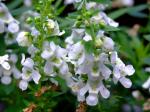 Engelsgesicht - Angelonia salicariifolia