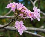 : - Tabebuia rosea