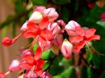 Prächtiger Losbaum - Clerodendrum splendens
