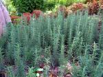 Rosmarin - Salvia rosmarinus