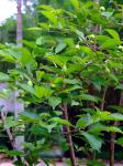 : - Aquilaria sinensis
