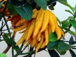 Zitronatzitrone - Citrus medica