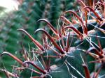 : - Ferocactus peninsulae
