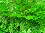 : - Selaginella tamariscina