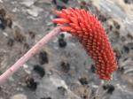 : - Aloe decurva