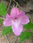 : - Dicerocaryum senecioides