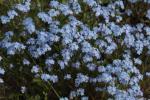 Alpen-Vergissmeinicht - Myosotis asiatica