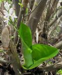 : - Kabuyea hostifolia