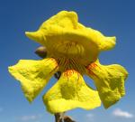 : - Markhamia obtusifolia