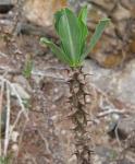 : - Euphorbia torrei