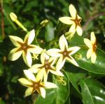 : - Mussaenda arcuata