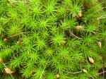 Goldenes Frauenhaarmoos - Polytrichum commune