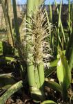 : - Sansevieria burdettii
