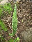 Bogenhanf - Sansevieria hyacinthoides