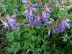 Gefingerter Lerchensporn - Corydalis solida