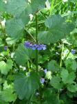 Gundermann - Glechoma hederacea