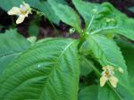 Kleines Springkraut - Impatiens parviflora
