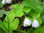 Waldsauerklee - Oxalis acetosella