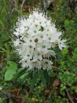 : - Ledum palustre var. palustre