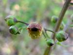 Knotige Braunwurz - Scrophularia nodosa