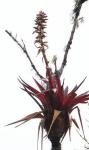 : - Vriesea sanguinolenta