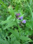 Zaun-Wicke - Vicia sepium