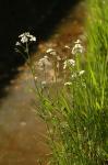 Wiesen-Schaumkraut - Cardamine pratensis