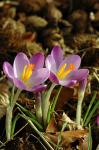 Elfen-Krokus - Crocus tommasinianus