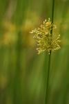 Flatter-Binse - Juncus effusus