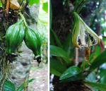 : - Xylobium elongatum
