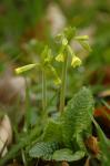 Hohe Schlüsselblume - Primula elatior