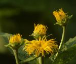 Große Telekie - Telekia speciosa