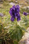 Tauern-Eisenhut - Aconitum tauricum